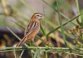 We did not find results for: 17 Jenis Burung Kicau Dari Harga Puluhan Ribu Hingga Jutaan Rupiah Saka Doci