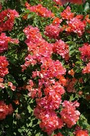 We offer more than 80 different colors or varieties. Bougainvillea Plant Care And Growing Tips You Must Know Florgeous