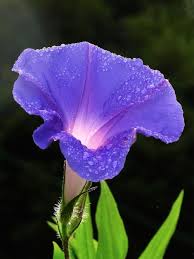 Image result for Ipomoea nil