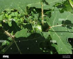 Image result for Solanum aculeatissimum