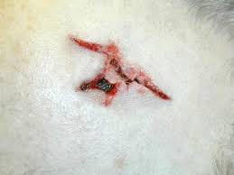 Then the day after the conference concluded a horrendous atrocity was committed in two nearby mosques which presented the hospital with 25 years of major gunshot injuries in just one hour. Forensic Pathology Of Firearm Wounds Overview Modern Small Arms Epidemiology