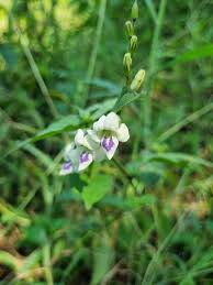 Image result for Asystasia