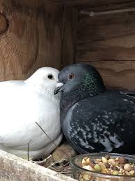 All proceeds of this shirt benefit rescued chicago pigeons. Reports On Save The Lives Of Domestic Pigeons Doves Globalgiving