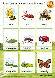 The food of insects is as diverse as their type of species. Types Of Insects For Kids Pin On School Amis Hela