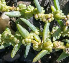 Image result for Suaeda plumosa