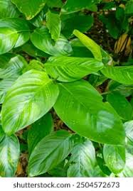 Image result for Maranta arundinacea