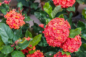 Image result for Ixora seretii