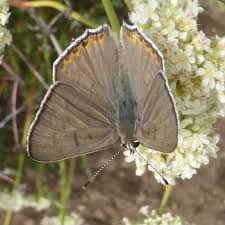 Image result for Loxodera bovonei