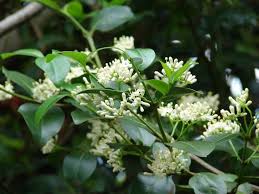 Image result for Psydrax