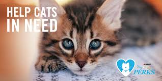 Works with purina cat chow (many different kinds) or purina kitten chow only. Purina Cat Chow On Twitter For A Limited Time You Can Use Your Perks Points To Donate A Bag Of Purina Cat Chow Complete To Cats In Shelters Https T Co Jhi3r6l7dw Https T Co Vljxwgcp5u