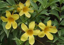 Photos Of Colombia Flowers Allamanda Schottii Compacta Flowers Yellow Flowers Flower Images