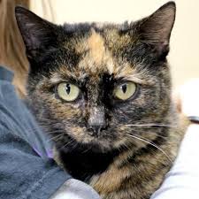 Pin On Adoptable Cats And Kittens