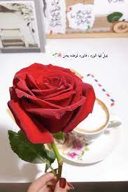 pin by noor on flower flowers rose instagram story ideas