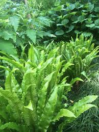 Image result for Asplenium macrophlebium