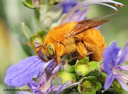 Male bees do not have stingers. Teddy Bear Bees Bug Squad Anr Blogs