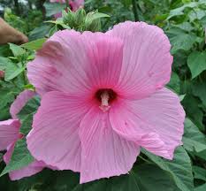 Image result for Hibiscus mechowii