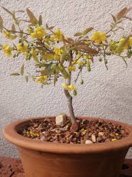 Image result for Ochna pretoriensis