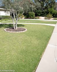 Image result for Lippia