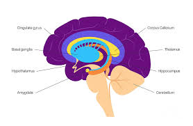 Image result for Limbic System