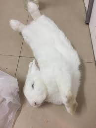 If there is regular evidence of poor pet rabbit care after receiving repeated feedback from the community, a. She Does The Dbf A Lot But This Is Just Extraordinary I Almost Thought She Was Dead Until I Saw Her Twitching Rabbits