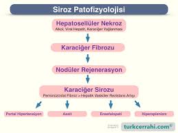Check spelling or type a new query. Karaciger Turkcerrahi Com