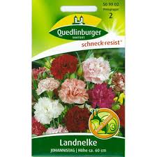 Juni) der perfekte tag dafür ist und wie sie das ganz einfach selber machen. Nelke Landnelke Gemischt Johannistag Samen Kaufen Saemereien Ch