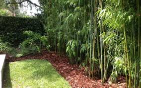 Bamboo,bamboo fence,bamboo fencing,fencing, bamboo fence panels, panel, bamboo. 10 Bamboo Landscaping Ideas Garden Lovers Club