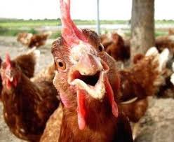 Funny Chicken Pictures 3 Vitamin Ha Chicken Humor Funny Chicken Pictures Chickens Backyard I aint going to kfc funny chicken meme. chicken humor funny chicken pictures