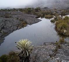 Este tipo de cobertura vegetal está conformada mayormente por herbazales de manera general se afirma que el pajonal andino constituye una fuente de forraje importante para. Paramo Andino Wikipedia La Enciclopedia Libre