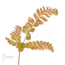 Image result for Didymochlaena truncatula