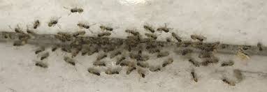 Insectes14ter 6