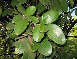Image result for Elaeodendron