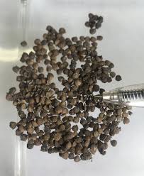 Image result for Urera