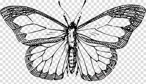 Halloween tree cat airship smoke fire explosion. Download Butterfly Outline Clipart Butterfly Clip Art Line Drawing Of A Butterfly Full Size Png Image Pngkit