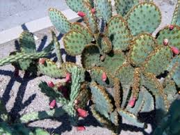 Just a few bugs won't do it: Make Prickly Pear Juice Nopal Nopales Oputina Tuna 7 Steps With Pictures Instructables