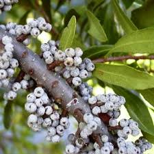 Image result for Myrica salicifolia