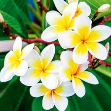 Frangipani Frangipani Minimalist Garden Plants