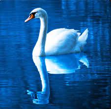 Pin By Brenda Blodgett On Coloring Swan Wallpaper Bird Wallpaper Birds Wallpaper Hd