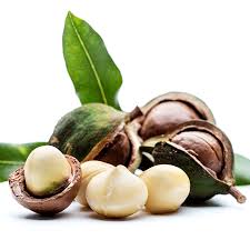 Macadamia Nut Tree Macadamia Macadamia Nut Tree Macadamia Nuts