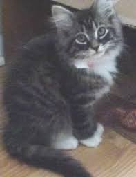 Pin By True Life Happens On Kitten And Cats Grey Tabby Kittens White Tabby Cat Grey And White Cat