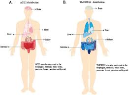 Organs working together to perform complex functions are grouped into there are three chief parts of the human body: Ace2 Tmprss2 Distribution And Extrapulmonary Organ Injury In Patients With Covid 19 Sciencedirect