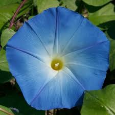 Image result for Ipomoea trinervia