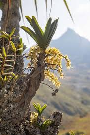 Image result for Ypsilopus