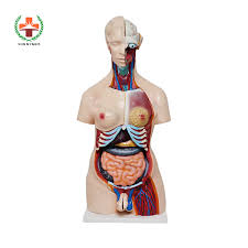 The chest contains your heart and lungs; China Sy N018 Human Body Anatomy Sexless Torso Model Male And Female Pvc Human Body China Anatomy Teaching Model