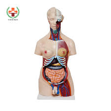 Enchantedlearning.com label the body diagram label the human body diagram using the word list below. China Sy N018 Human Body Anatomy Sexless Torso Model Male And Female Pvc Human Body China Anatomy Teaching Model