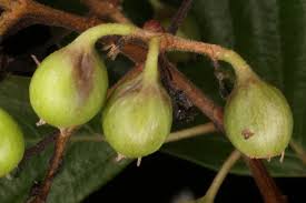 Image result for Crossopteryx