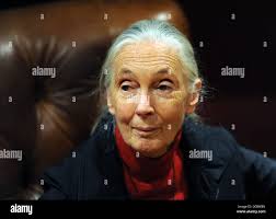 Goodall hi-res stock photography and images