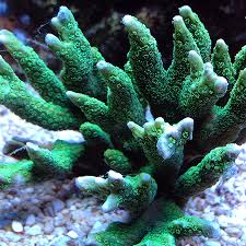Image result for Subularia monticola
