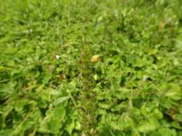 Image result for Alectra sessiliflora