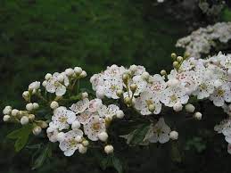Nov 09, 2017 · hawthorn is also an effective nutritional supplement for restoring tissues and sustaining life. Hawthorn How To Identify Hawthorn A Guide From Tcv